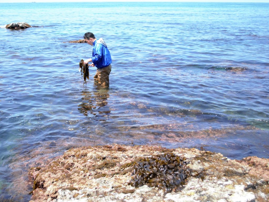 ２代目手摘みわかめと地穴子のしゃぶしゃぶ 丹後半島 部屋食 カニが楽しめる宿 羽衣荘 日本海のカニ 旬魚料理の宿